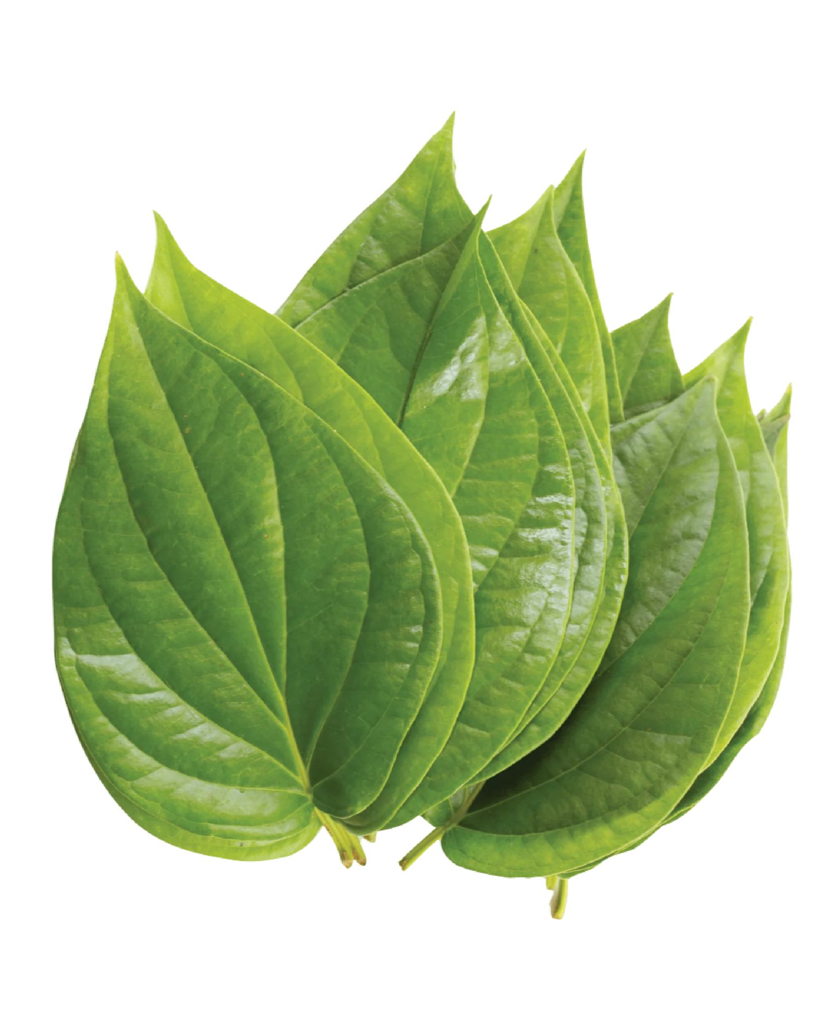 Betel Leaves (5)