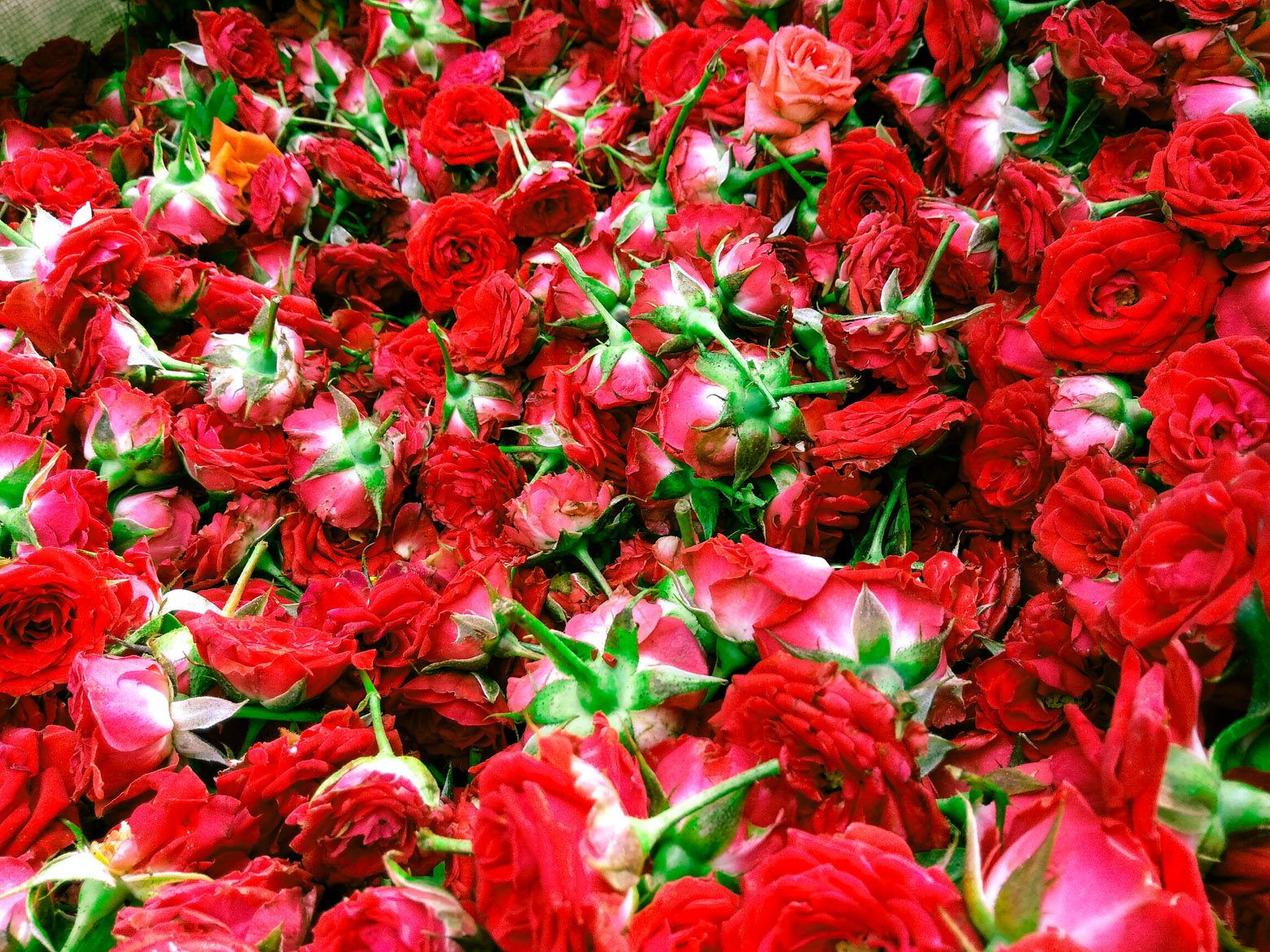 Button Roses - Red