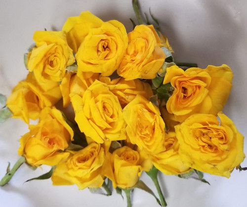 Button Roses - Yellow