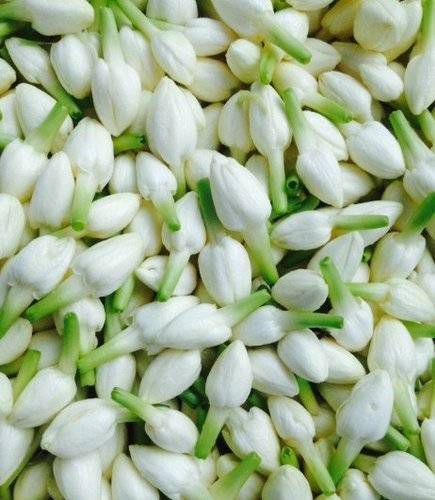 Jasmine Loose