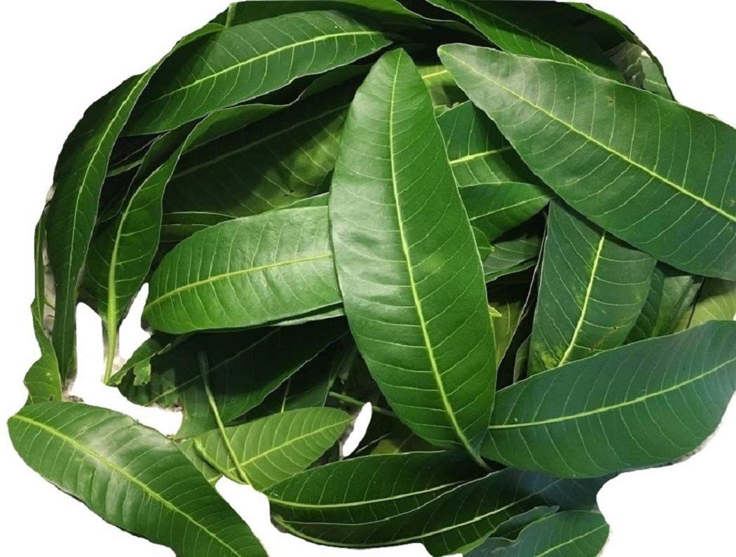 Mango Leaves (5)