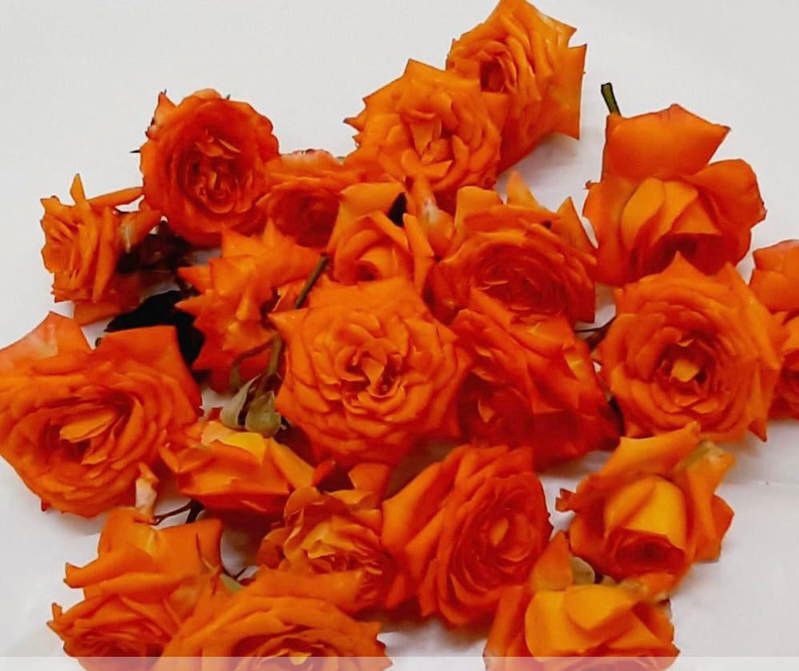 Button Roses - Orange