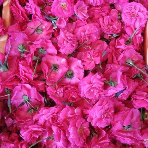 Panneer Rose